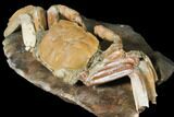 Fossil Crab (Macrophtalmus) Mounted On Rock - Madagascar #130632-2